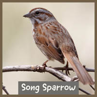 Song Sparrow